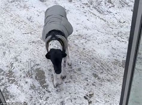 Adorable Moment Pups Hop Onto Doggie Daycare Bus In Alaska Daily Mail