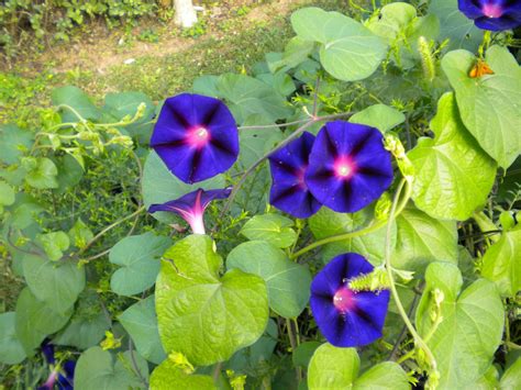 Purple Morning Glory Climbing Vine 150 Seeds to Plant - Etsy