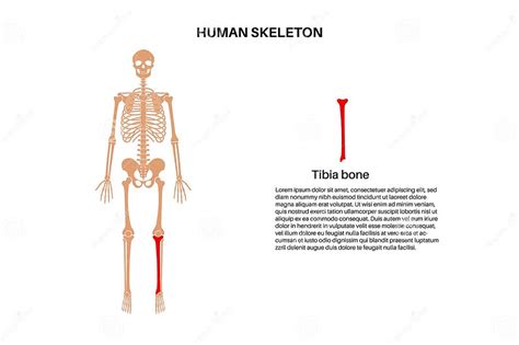 Tibia bone anatomy stock vector. Illustration of anatomy - 308329523