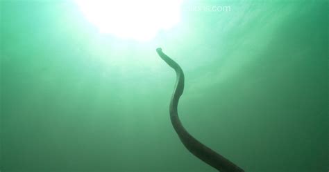 can snake breathing fast at home 8