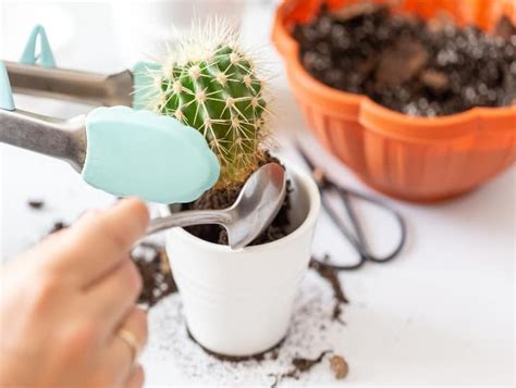 Cactus Care How To Safely Repot Your Spiky Plant Cactusway