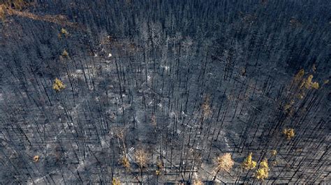 Canada S Wildfires Take Devastating Toll On Wildlife Cgtn