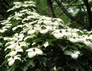 Bark peeling off Kousa Dogwood - BC Living