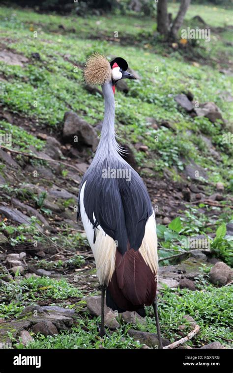 Kasuaricassowary Bird In The Zoo Stock Photo Alamy