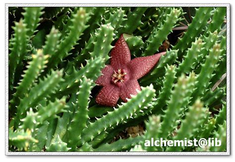 Stapelia Grandiflora Nature Library