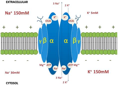 Molecules Free Full Text Na K Pump And Beyond Na K ATPase As A