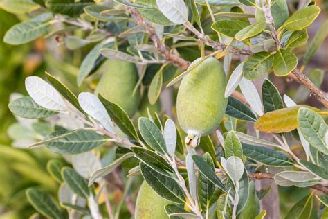 Feijoa Goyavier Du Br Sil Planter Entretenir Tailler Et R Colter