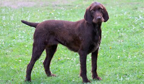 Pudelpointer - Dog Breed Guide