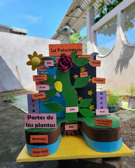 Fotosintesis Para Ninos 8