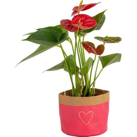 Costa Farms Anthurium Indoor Plant In 4 In Heart Decor Wrap Average