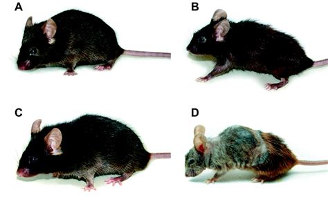 Premature Aging In Mice Deficient In Dna Repair And Transcription Science