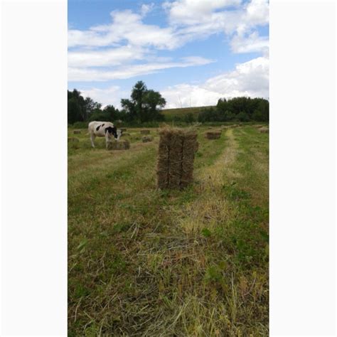 Продам сено в тюках, купити сено в тюках — Agro-Ukraine