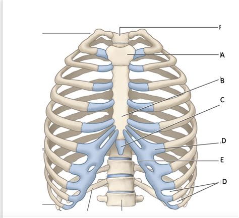 rib cage Diagram | Quizlet