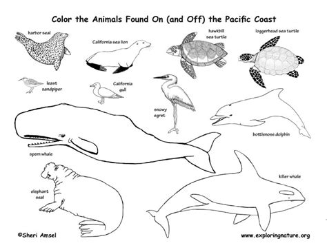 Pacific Coast Animals Coloring