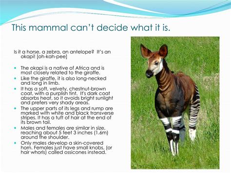 PPT - Mammals and their Characteristics PowerPoint Presentation, free ...