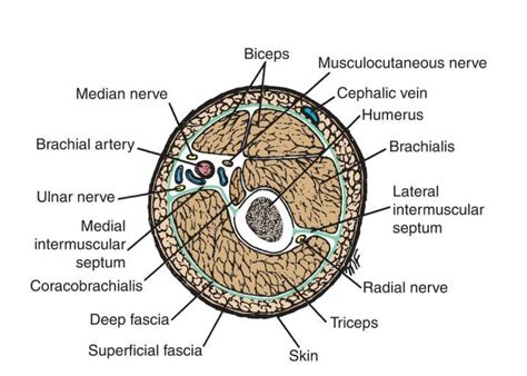 Understanding the Anatomy of Fascia