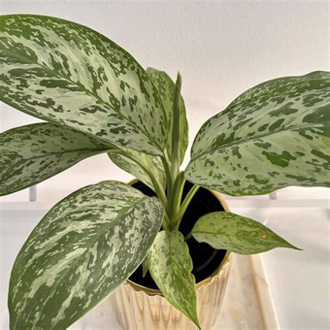 Aglaonema Peacock Mm The Jungle Collective