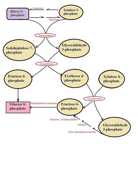 Pentose Phosphate Pathway Mechanism