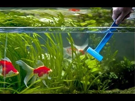 Как ухаживать за маленьким аквариумом? Пошаговая инструкция - YouTube