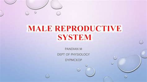 Male Reproductive System By Pandian M Tutor Dept Of Physiology