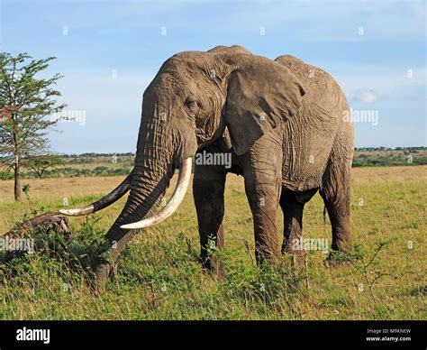 African Bush Elephant Bull