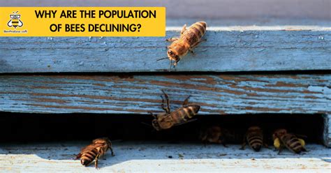 Why Are The Population Of Bees Declining Beeprogear®️