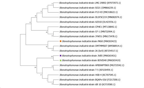 Evolutionary Relationships Of Taxa Tree Based On Partial 16s Rrna