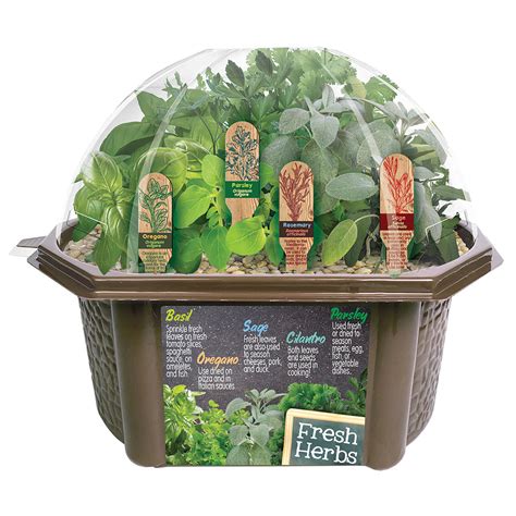 Culinary Herb Garden Kit | Spilsbury