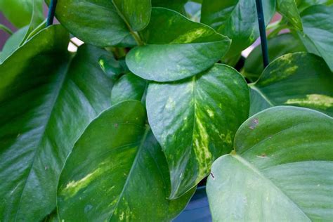 The 9 Best Pothos Varieties With Pictures Growfully