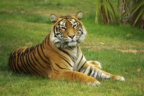 Types Of Tigers Around The World Tiger Subspecies