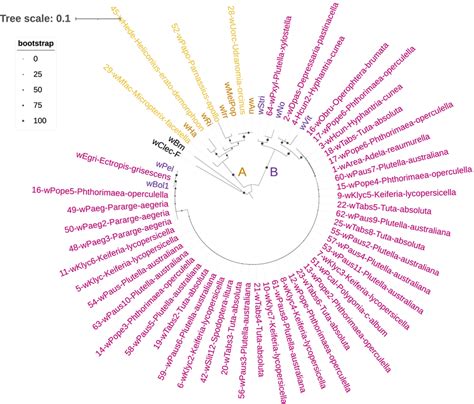 Phylogenetic Relationships Between Wolbachia Positive Sras And