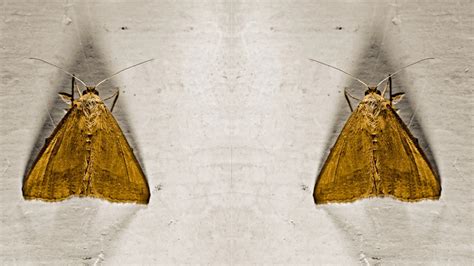 brown house moths