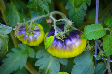 Heirloom Tomato Plant: Care and Growing Guide