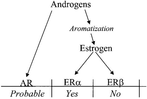 Effects of androgens in the male skeleton during growth and maturation ...