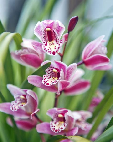 22 Types Of Orchids For Gardeners Of Every Skill Level Types Of