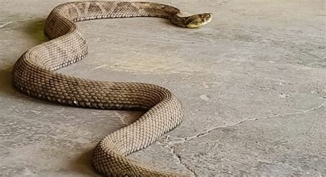 Cobra jararaca de 1 30 metros é capturada em Jaraguá do Sul