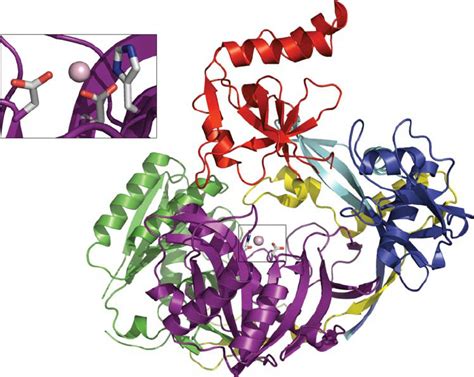 The crystal structure of Argonaute from P. furiosus shown as a ribbon ...