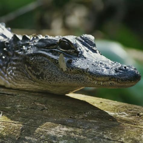 Close-up Photo of an Alligator · Free Stock Photo