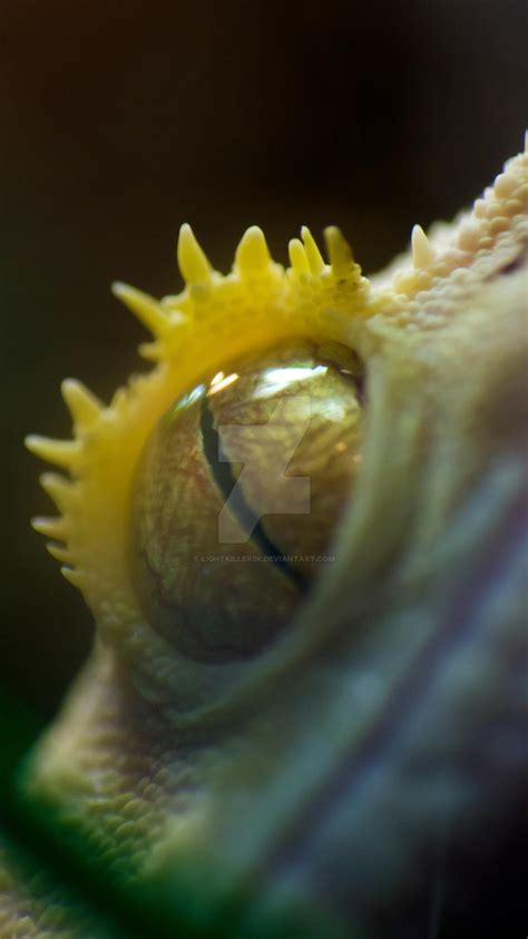 Crested Gecko Eye by LightKiller5k on DeviantArt