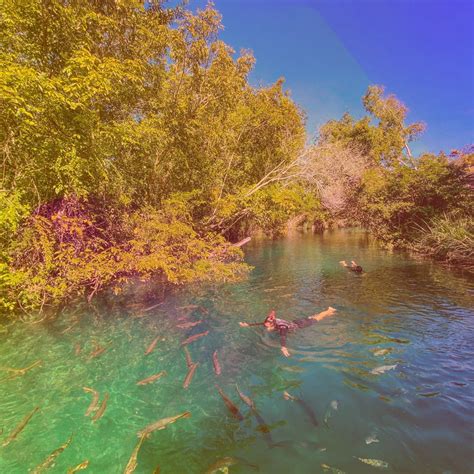 Praia Da Figueira Curta Bonito Ms Ao M Ximo