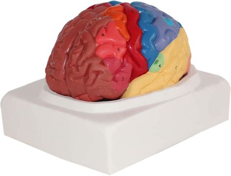 Crgl Modelo Cerebro Humano Anatom A Codificado Por Colores Anat Mico