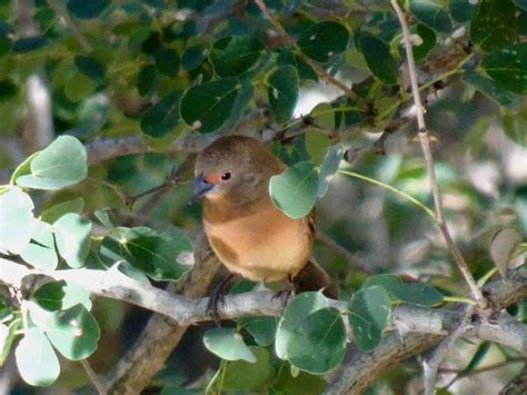 South African Bird Gallery Freedom Tour Travel