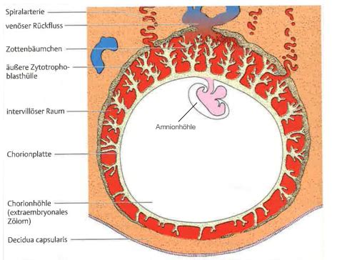 Extraembryonale Organe Entwicklung Der Fruchth Llen Und Plazenta