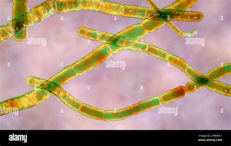 Bacteria Nocardia Ilustraci N De Computadora Estas Son Bacterias