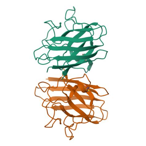 RCSB PDB 7FB9 Crystal Structure Of Human Cu Zn Superoxide Dismutase