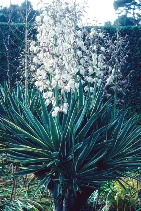 Yucca Gloriosa Variegata Variegated Spanish Dagger Shades Of