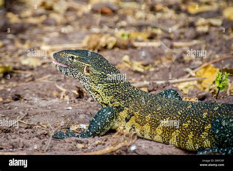 Hunter Lizard Hi Res Stock Photography And Images Alamy