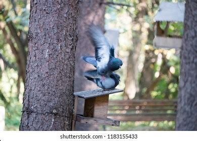 Hundred Pigeon Sex Royalty Free Images Stock Photos Pictures Shutterstock