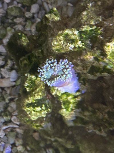 Coral Identification | Reef2Reef