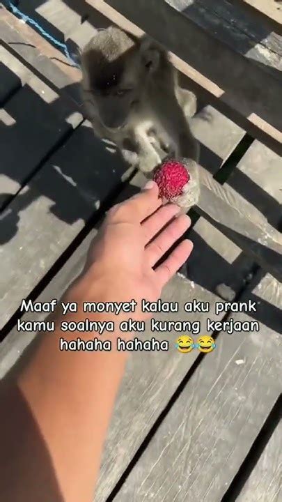 Monyet Kena Prank Shorts Youtube